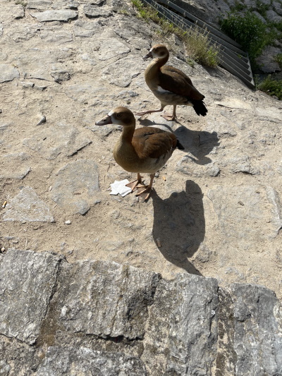 Junge Nilgänse, neugierig was da wohl passiert (Bild: © Björn Neckermann)