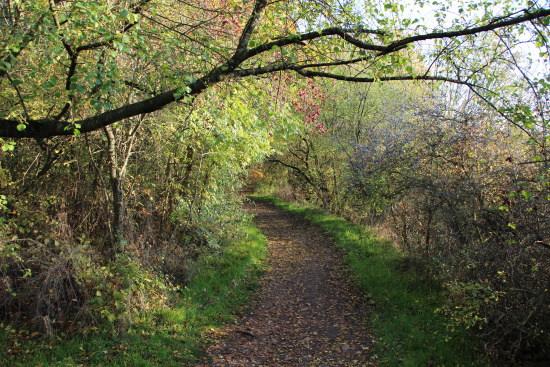 Hagebutte, Schwarz- und Weißdorn wechseln sich ab (Bild: Björn Neckermann)