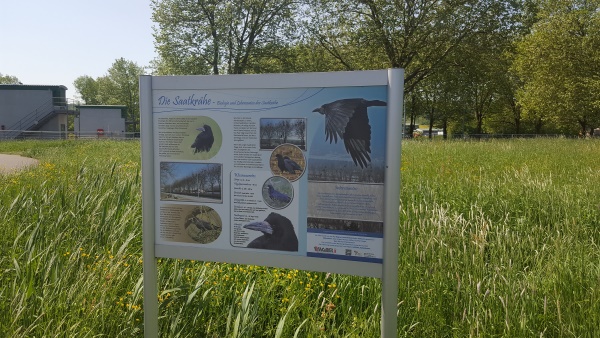 Einmalig die Saatkrähenkolonie an der Randersackerer Staustufe (Bild: Sören Neckermann)