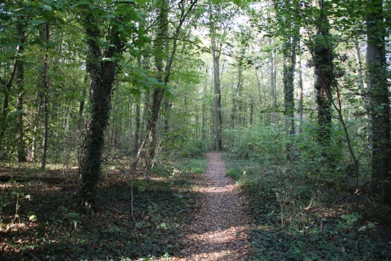 Schöne Waldwege führen von Aub aus zur Ruine Reichelsburg (Bild: Björn Neckermann)