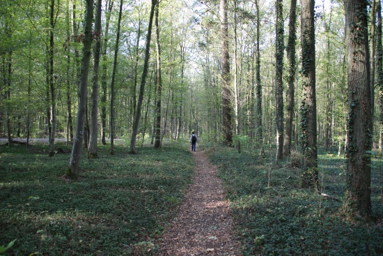 Im Wald immer genau auf die Beschilderung achten (Bild: Björn Neckermann)