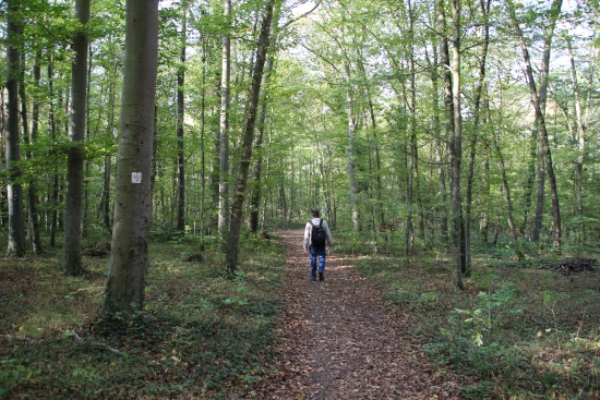 Eiche, Buche und Hainbuche säumen den Weg (Bild: Björn Neckermann)