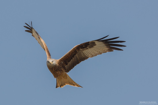 Der Rotmilan ist bekannt für seinen eleganten Flug - fast scheint es als fliegt er sich in Pose (Bild: Markus Glässel) Der Rotmilan ist bekannt für seinen eleganten Flug - fast scheint es als fliegt er sich in Pose (Bild: Markus Glässel)