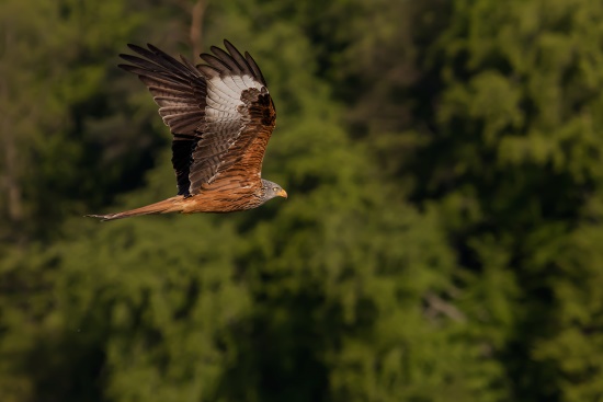 In der Regel fliegt der Rotmilan in einer Höhe von weniger als 20 Metern (Bild: Gunther Zieger)
