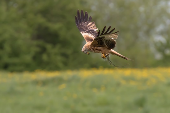 Hier fliegt ein Rotmilan mit erbeutetem Fisch davon (Bild: Gunther Zieger) Hier fliegt ein Rotmilan mit erbeutetem Fisch davon (Bild: Gunther Zieger)