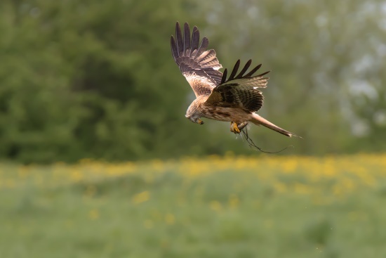 Hier fliegt ein Rotmilan mit erbeutetem Fisch davon (Bild: Gunther Zieger)