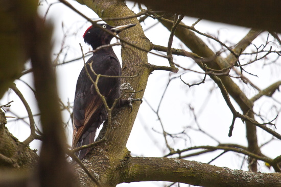 Im Jahr 1981 wurde der Schwarzspecht zum Vogel des Jahres ernannt (Bild: Gunther Zieger)