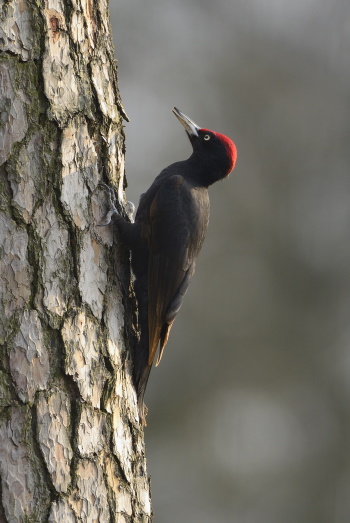 Schwarzspechte zimmern ihre Bruthöhlen in lebende und tote Bäume und schaffen so Nistmöglichkeiten für viele andere Waldbewohner (Bild: Raimund Linke)