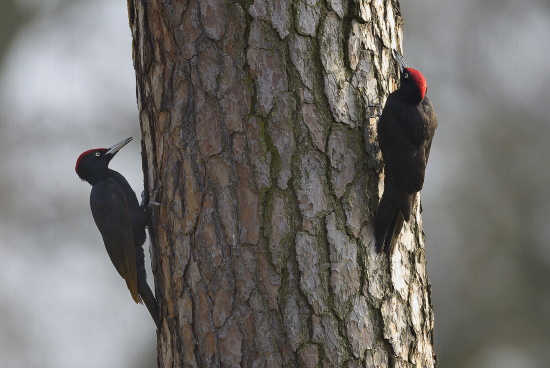 Der größte Specht Europas benötigt alte Wälder um sich Bruthöhlen zimmern zu können (Bild: Raimund Linke) Der größte Specht Europas benötigt alte Wälder um sich Bruthöhlen zimmern zu können (Bild: Raimund Linke)