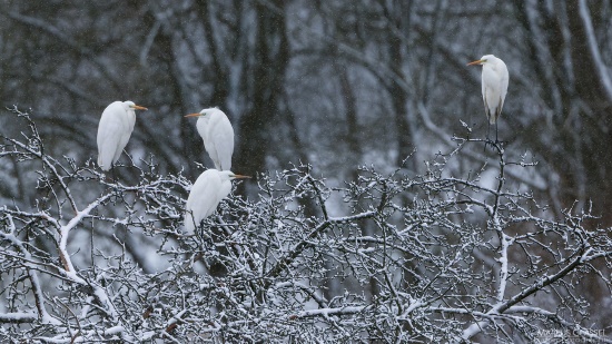 Silberreiher in der Winterszeit - die Aufnahme entstand in Unterfranken (Bild: Markus Glässel)