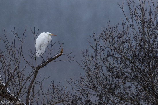 Silberreiher sind auch in der kalten Jahreszeit bei uns in Unterfranken anzutreffen (Bild: Markus Glässel) Silberreiher sind auch in der kalten Jahreszeit bei uns in Unterfranken anzutreffen (Bild: Markus Glässel)