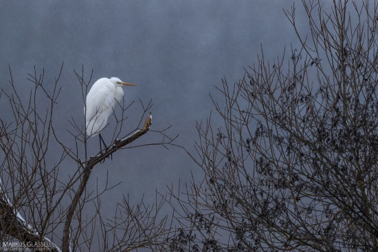 Silberreiher sind auch in der kalten Jahreszeit bei uns in Unterfranken anzutreffen (Bild: Markus Glässel)