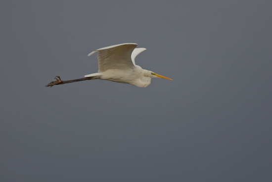 Im Flug ragen die Beine weit über das Schwanzende hinaus (Bild: Gunther Zieger)