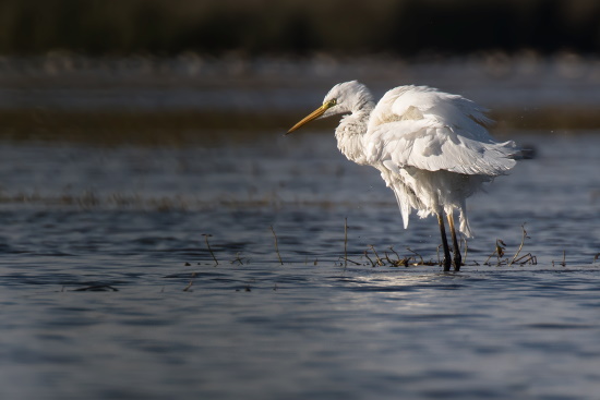 Der Silberreiher ist ein schlanker, strahlendweißer Stelzvogel der auch im Winter hier beobachtet werden kann (Bild: Gunther Zieger)