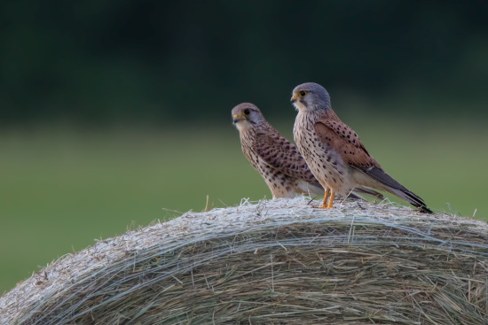 In Städten lebende Turmfalken erbeuten gelegentlich auch Vögel - zumeist unerfahrene Jungvögel (Bild: Gunther Zieger)