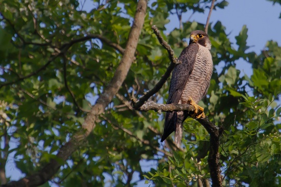 Der Wanderfalke gehört zu den geschicktesten Jägern (Bild: Gunther Zieger) Der Wanderfalke gehört zu den geschicktesten Jägern (Bild: Gunther Zieger)