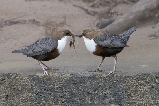 Beide Alttiere bauen das kugelige Nest gemeinsam (Bild: Gunther Zieger) Beide Alttiere bauen das kugelige Nest gemeinsam (Bild: Gunther Zieger)