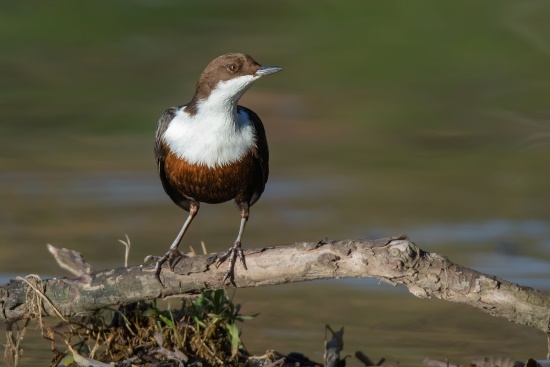 Von den renaturierten Fließgewässern provitiert auch die Wasseramsel (Bild: Gunther Zieger)