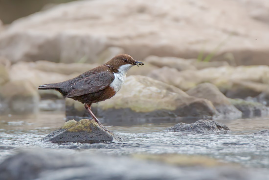 Die Wasseramsel ist ein hervorragender Schwimmer und Taucher (Gunther Zieger)