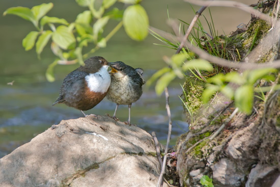 Junge Wasseramsel bettelt ein Elterntier nach Nahrung an (Bild: Gunther Zieger)