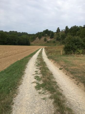 Die alten Weinbergsmauern und -riegel wurden freigelegt (Bild: Björn Neckermann)