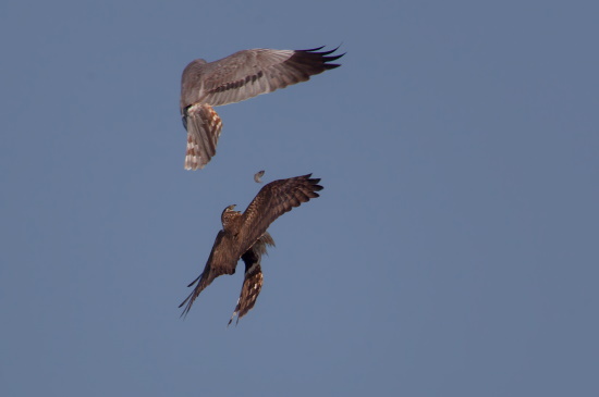 Diese unglaubliche Aufnahme zeigt eine Beuteübergabe eines Männchens an das Weibchen (Bild: Gunther Zieger) Diese unglaubliche Aufnahme zeigt eine Beuteübergabe eines Männchens an das Weibchen (Bild: Gunther Zieger)
