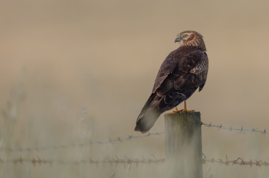 Ein Wiesenweihen-Weibchen erkennt man am ehesten an der schlanken Gestalt (Bild: Gunther Zieger)