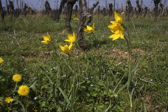 Die Weinbergtulpe oder auch Wilde Tulpe kommt hier noch vereinzelt vor (Bild: Frank Hecker)