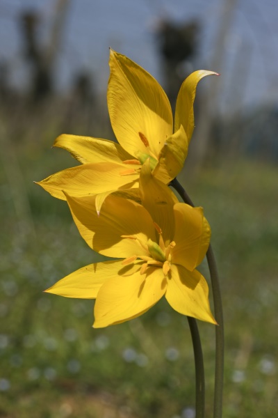 Die Weinbergtulpe ist die einzige Wilde Tulpe die in Deutschland vorkommt (Bild: Frank Hecker)