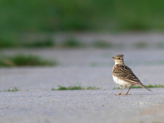 Die Feldlerche kommt bereits im Februar und ist ein Frühaufsteher - doch ihre Bestände schwinden besorgniserregend (Bild: Markus Glässel)