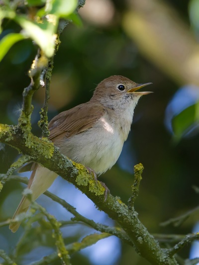 Luscinia megarhynchos so des Meistersängers lateinischer Name (Bild: Markus Glässel)