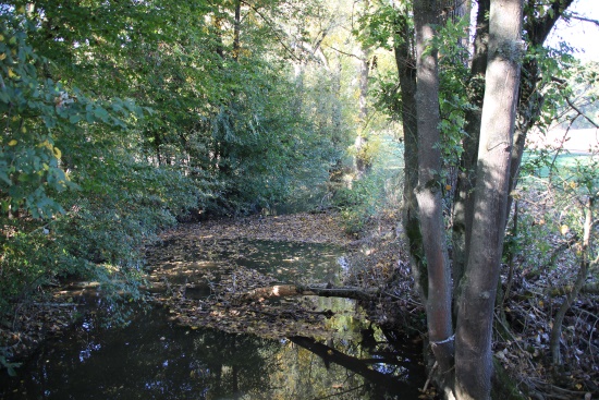 An der Gollach trifft man immer wieder auf Biberspuren (Bild: Björn Neckermann) An der Gollach trifft man immer wieder auf Biberspuren (Bild: Björn Neckermann)