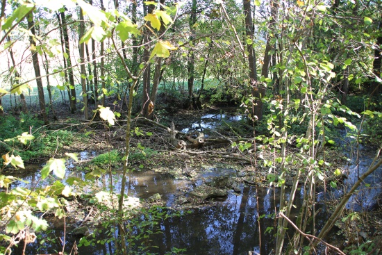 Dort wo der Bach über Steine und Baumwurzeln stürzt ist das Reich der Wasseramsel (Bild: Björn Neckermann)