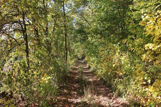 Der Weg führt heraus aus dem Wald - auf der Waldwiese geht es weiter (Bild: Björn Neckermann)