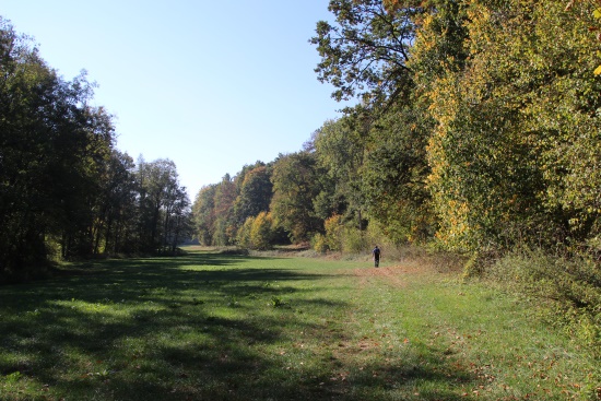 Natur pur - den Wald rechts, die Gollach links von Ihnen (Bild: Björn Neckermann)