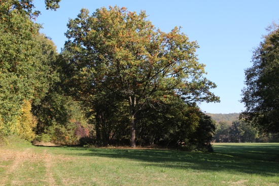 Inmitten der Waldwiese erhebt sich hier ein Hünengrab (Bild: Björn Neckermann) Inmitten der Waldwiese erhebt sich hier ein Hünengrab (Bild: Björn Neckermann)