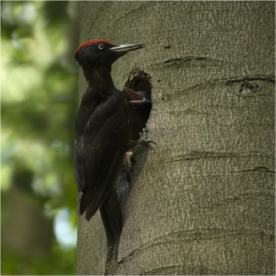 Das Schwarzspecht-Männchen kann man an seiner intensiv roten Kopfplatte erkennen (Bild: Michael Dorsch)