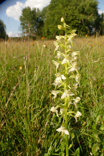 Die Grünliche Waldhyazinthe gedeiht in Deutschland in Laub- und Misch- sowie in Fichtenwäldern (Bild: © Walter Malkmus) Die Grünliche Waldhyazinthe gedeiht in Deutschland in Laub- und Misch- sowie in Fichtenwäldern (Bild: © Walter Malkmus)