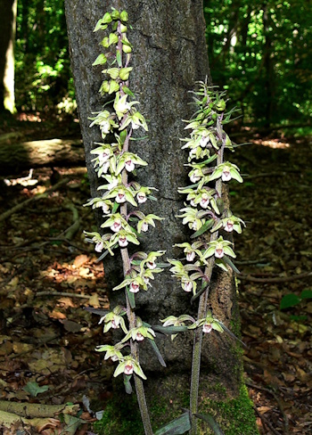 Die Violette Ständelwurz (Epipactis purpurata) ist die Orchidee des Jahres 2026 (Bild: © Walter Malkmus)