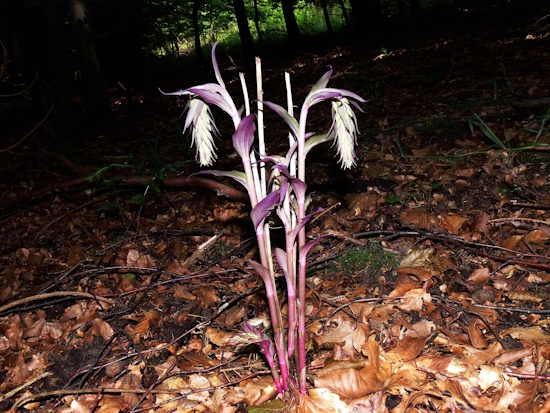 Chlorophyllfreie Form - Epipactis purpurata f. rosea (Bild: © Walter Malkmus)