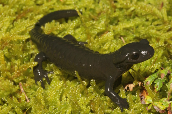 Der Alpensalamander - Salamandra atra - ist der Lurch des Jahres 2026 (Bild: © DGHT / Kwet) Der Alpensalamander - Salamandra atra - ist der Lurch des Jahres 2026 (Bild: © DGHT / Kwet)