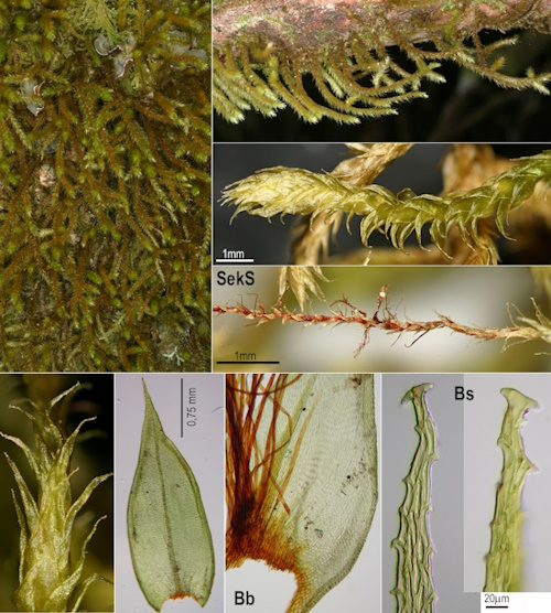 Eine Bildtafel von Antitrichia curtipendula (Frahm,J.-P.,Stapper,N.J., Franzen-Reuter,I.)