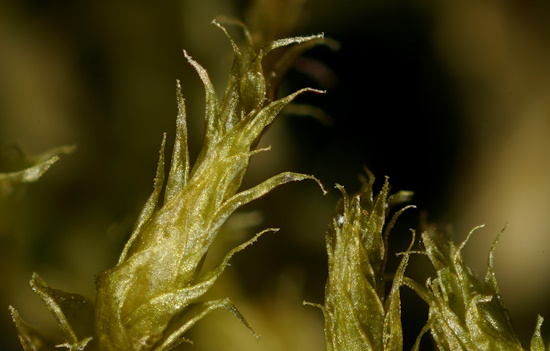 Sprossspitzen von Antitrichia curtipendula (Aufnahme: © Norbert Stapper)