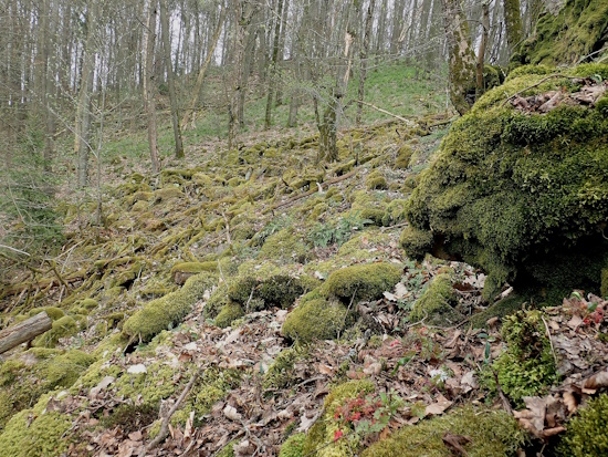 Epipetrisch wächst die Art auf Gesteinsblöcken gerne in Blockhalden (Bild: © Wolfgang von Brackel / BLAM e.V.)