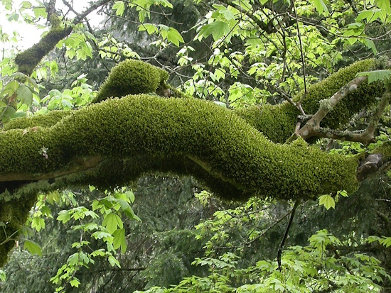 Antitrichia curtipendula tritt als Vorkommen (epiphytisch) an der Rinde von Bäumen auf (Aufnahme: © aus Lüth 2019, Mosses of Europe)