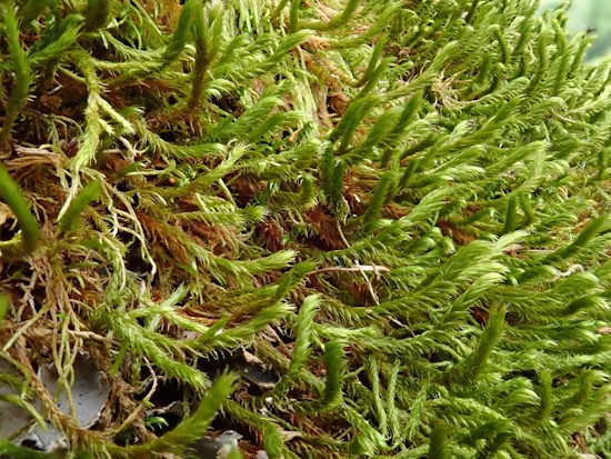 Antitrichia curtipendula, trocken - Detail - Schladminger Tauern / Steiermark (Aufnahme: © Christian Berg)
