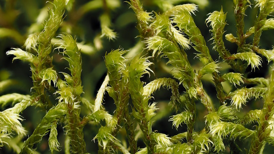 Antitrichia curtipendula, trocken - Detail - Buchenbach / Schwarzwald (Aufnahme: © Michael Lüth)