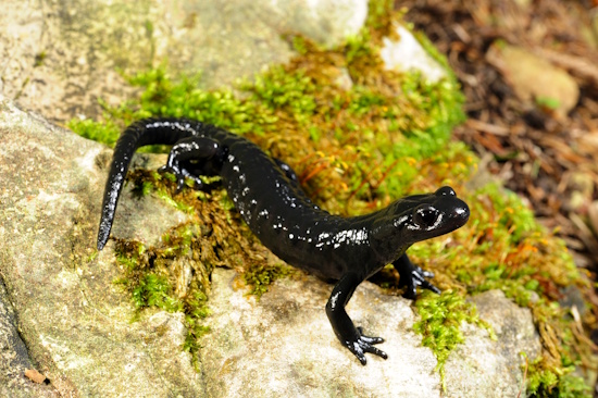 Alpensalamander - noch häufig anzutreffen in alpinen Regionen (Bild: © DGHT / Trapp) Alpensalamander - noch häufig anzutreffen in alpinen Regionen (Bild: © DGHT / Trapp)