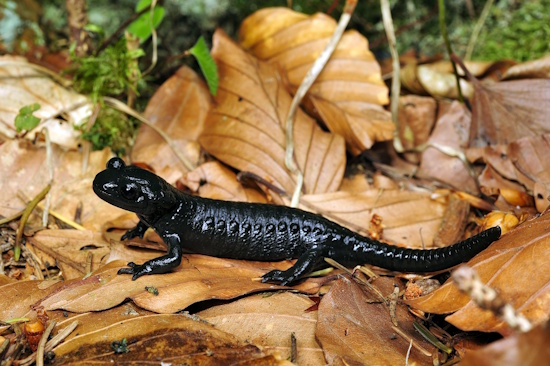Jungtier des Alpensalamanders - wie die Alttiere pechschwarz und glänzend (Bild: © DGHT / Trapp) Jungtier des Alpensalamanders - wie die Alttiere pechschwarz und glänzend (Bild: © DGHT / Trapp)