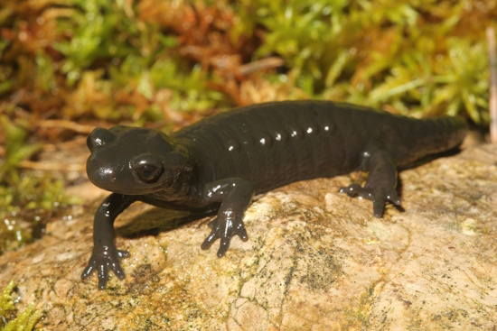 Der Alpensalamander hat große dunkle bis schwarze Augen mit runden Pupillen (Bild: © DGHT / Kwet) Der Alpensalamander hat große dunkle bis schwarze Augen mit runden Pupillen (Bild: © DGHT / Kwet)